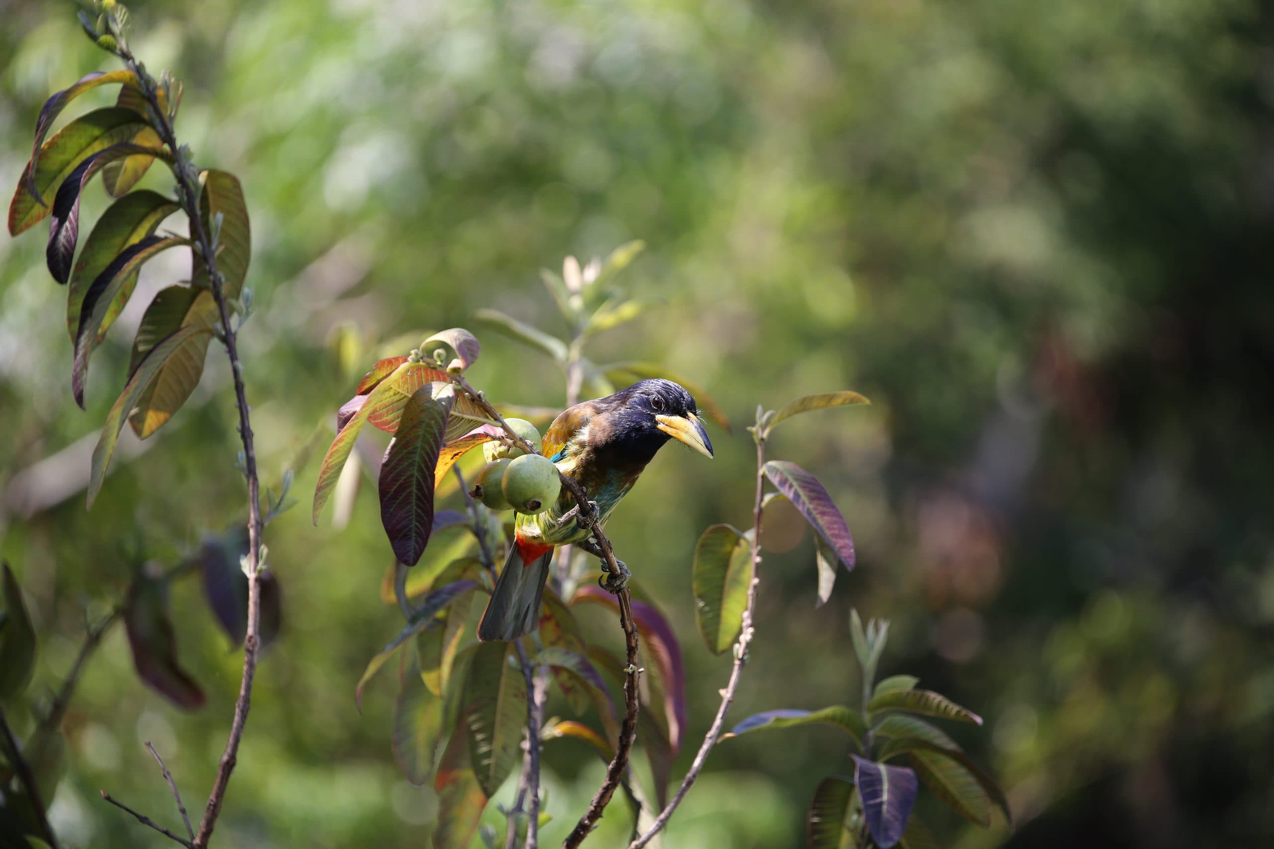 A Himalayan bird in the canopy, on a Bhutanese birding morning