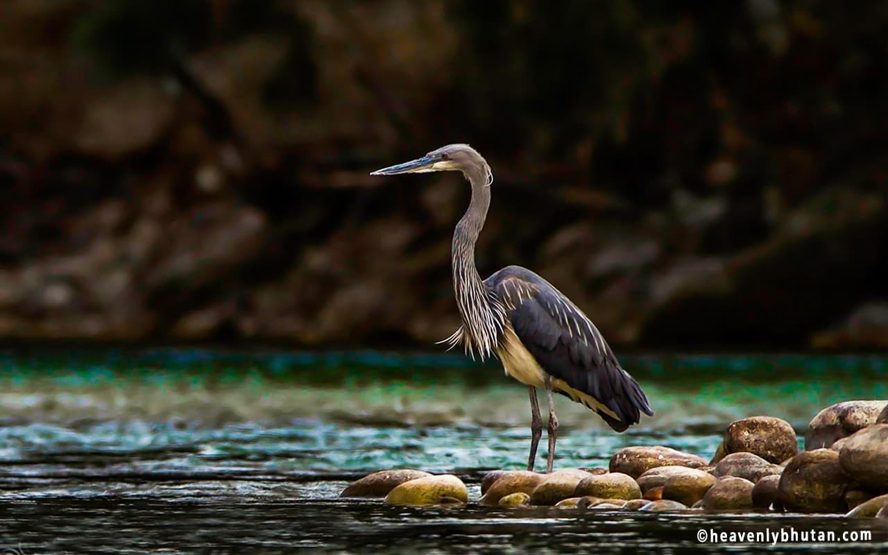 Birding