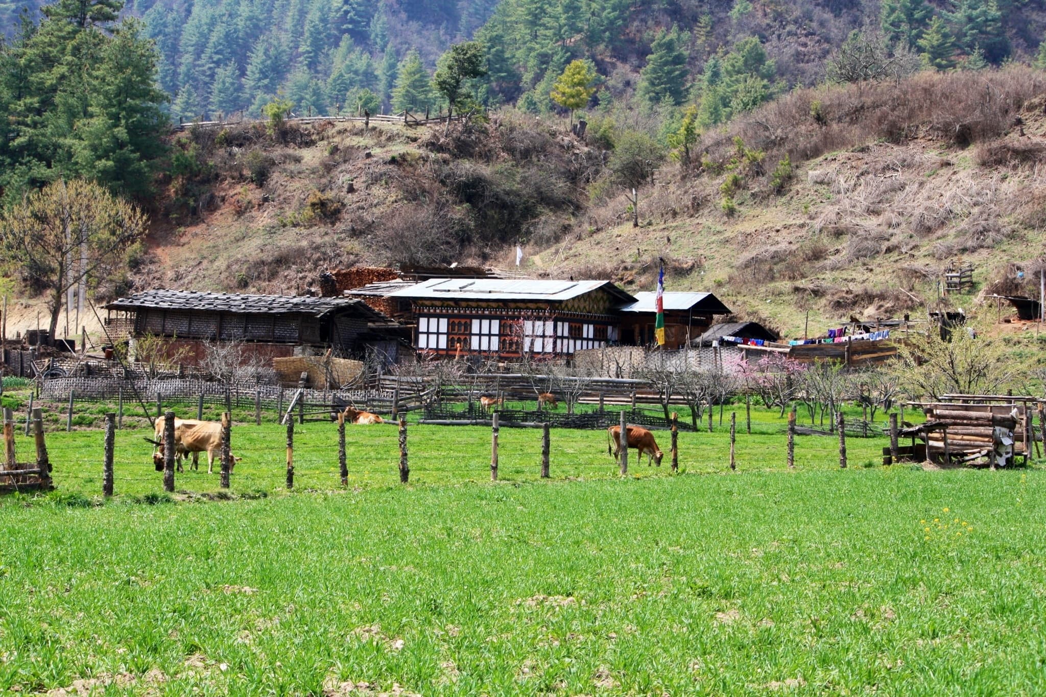 The bumthang swiss farm