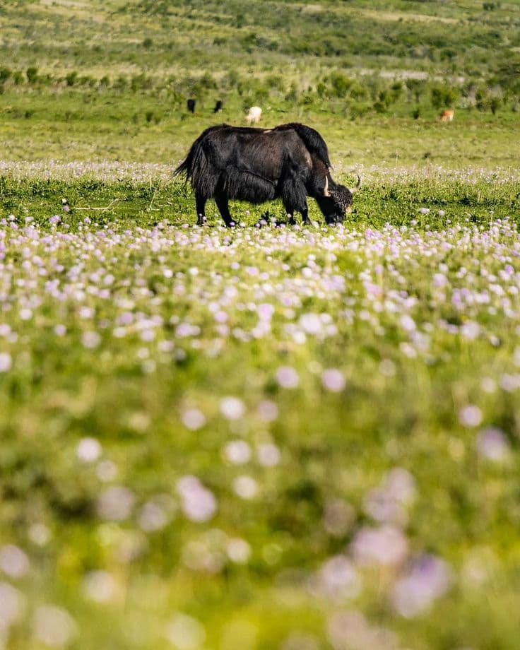 The glacial Phobjikha valley