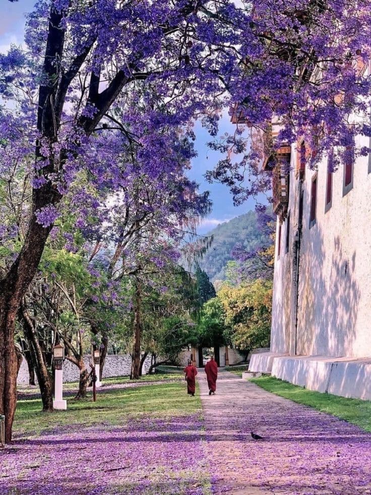 Monks walking beneath jacaranda in bloom beside the dzong wall at Punakha